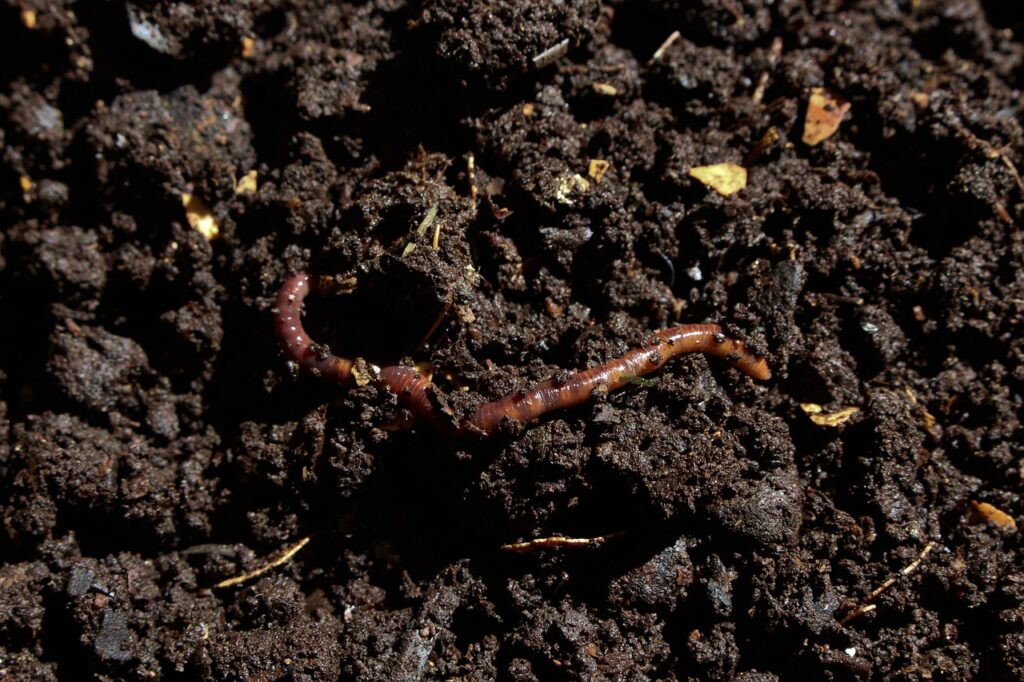 compost, earthworm, worm-7006499.jpg