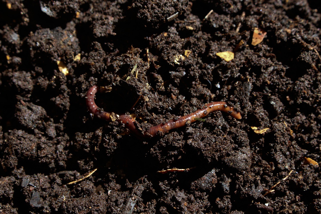 compost, earthworm, worm-7006499.jpg