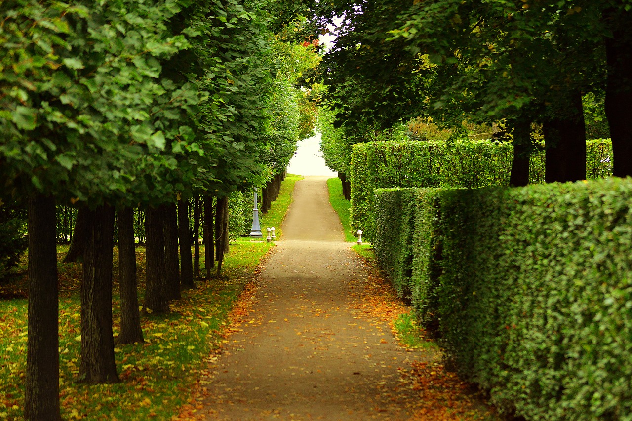 walkway, trimmed, bushes-2550655.jpg